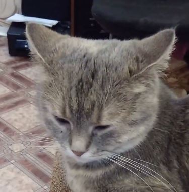 Превью видео